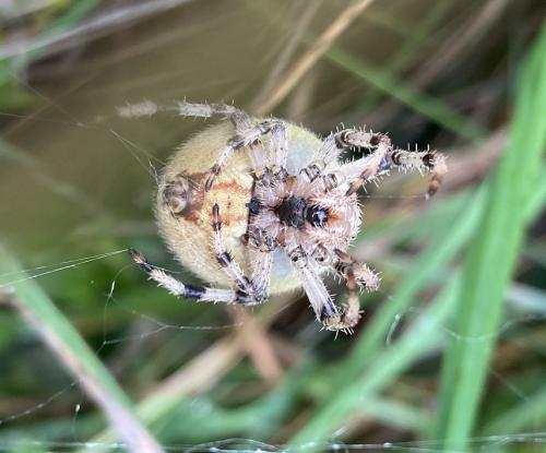 Araneus quadratus